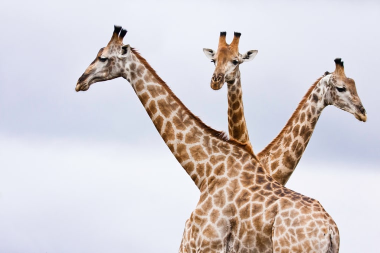 Three giraffes are better than one, as this beautiful image captured by Du Toit reveals.
